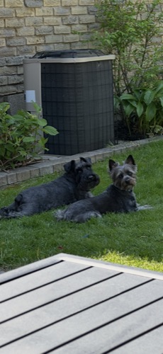 Two family dogs lying in the backyard, a parent-approved photo in the kids photo gallery | Toddler Mode — toddler lock, kid-safe mode, safe screen time & parental control app for phones and tablets, ages 2 to 5